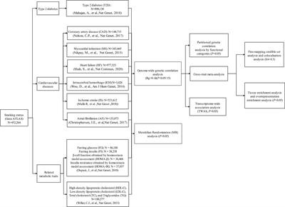 Smoking Status and Type 2 Diabetes, and Cardiovascular Disease: A Comprehensive Analysis of Shared Genetic Etiology and Causal Relationship